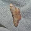 Idaea ostrinaria